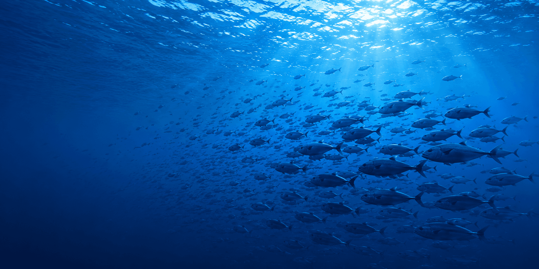 School of fish beneath the ocean surface